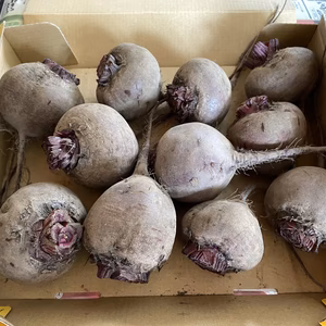 自然栽培ビーツ！