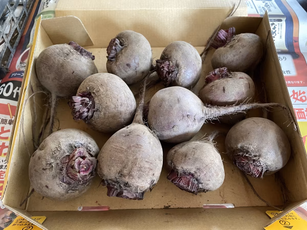 自然栽培ビーツ！