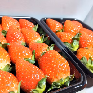【甘い朝採れイチゴ】家族の笑顔があふれるイチゴ（200g×2パック）
