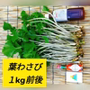 【１kg前後】葉わさび(訳あり)お得,お試し,おまかせ