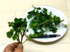 クレソン・自然栽培の天然物　農薬不使用（無農薬）