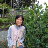 平藤ヒサ子