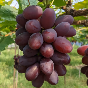 神紅(島根県ｵﾘｼﾞﾅﾙ)　ｼｬｲﾝﾏｽｶｯﾄ×紅ﾊﾞﾗｰﾄﾞ　1kg　