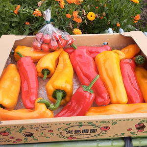 【限定販売】希少。真冬のフルーツパプリカ1.5kg+おまけ付き(ミニトマト)