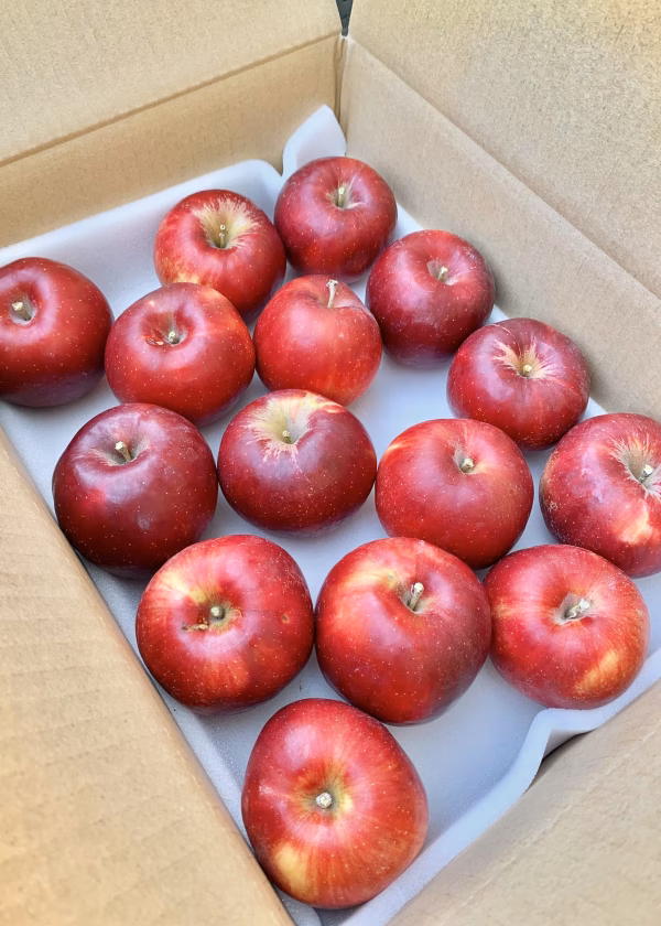 信州産『紅玉（こうぎょく）』"加工用"13〜15玉入り