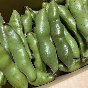 そらまめ1kg 栽培期間中化学農薬化学肥料不使用栽培！