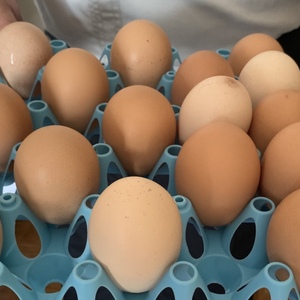 北海道大沼　平飼い卵 ななエッグ　初卵