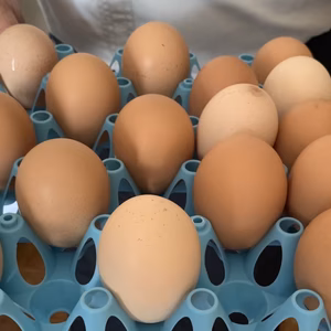 北海道大沼　平飼い卵  ななエッグ　初卵