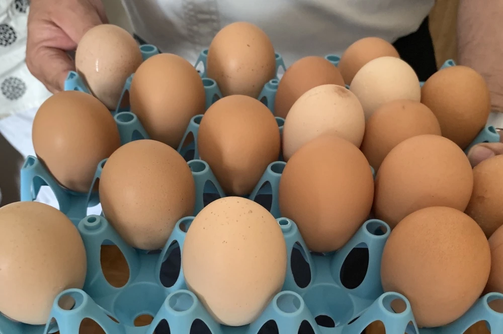 北海道大沼　平飼い卵  ななエッグ　初卵