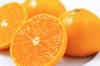【送料無料＋早割】柑橘の大トロ〈せとか〉 2㎏（ご家庭用）