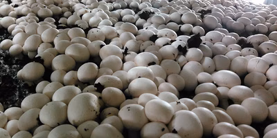 マッシュルームは空気を読めない。