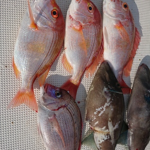 福岡近郊の方～‼️現地引き渡しセット(あわび、さざえ、鮮魚、干物等)