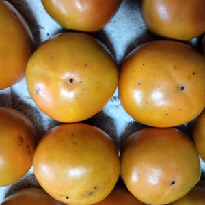 激安❢【農薬不使用】　訳あり田舎の甘柿　選べる量　旬の野菜のおまけ付き！