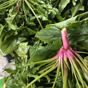 野菜ソムリエサミット『最高金賞』受賞❣️レジェンドほうれん草