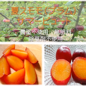 【無農薬 ジューシー夏プラム】農薬不使用すもも　サマービュート