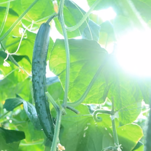 新富きゅうり（多量ですみません。けど1本50円）