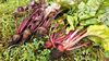 新‼️甘い八ヶ岳高原の大きめビーツ200～350g （農薬・化学肥料不使用）