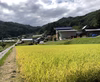 とても美味しいコシヒカリ米　南信州高原で作った