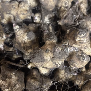 【栽培用】菊芋の種芋｜春植え向け