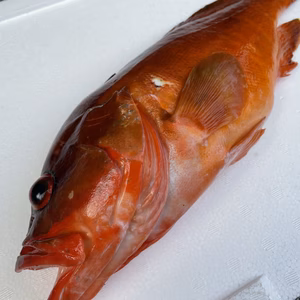 【魚突き】動画あり　アカハタ1.1kg 鱗、内臓処理済