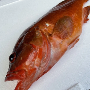 【魚突き】動画あり　アカハタ1.1kg 鱗、内臓処理済