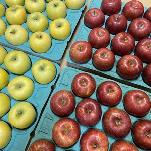 【贈答用】大玉 サンふじ ぐんま名月 シナノゴールド詰合せ 約3kg 信州りんご