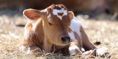 なかほら牧場”奇跡の酪農”の舞台裏——1次産業×企業の新たなあり方