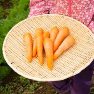 新物！八ヶ岳高原のにんじん（農薬・化学肥料不使用）3キログラム