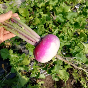 北海道十勝の野菜セット　4種類(農薬化学肥料不使用)