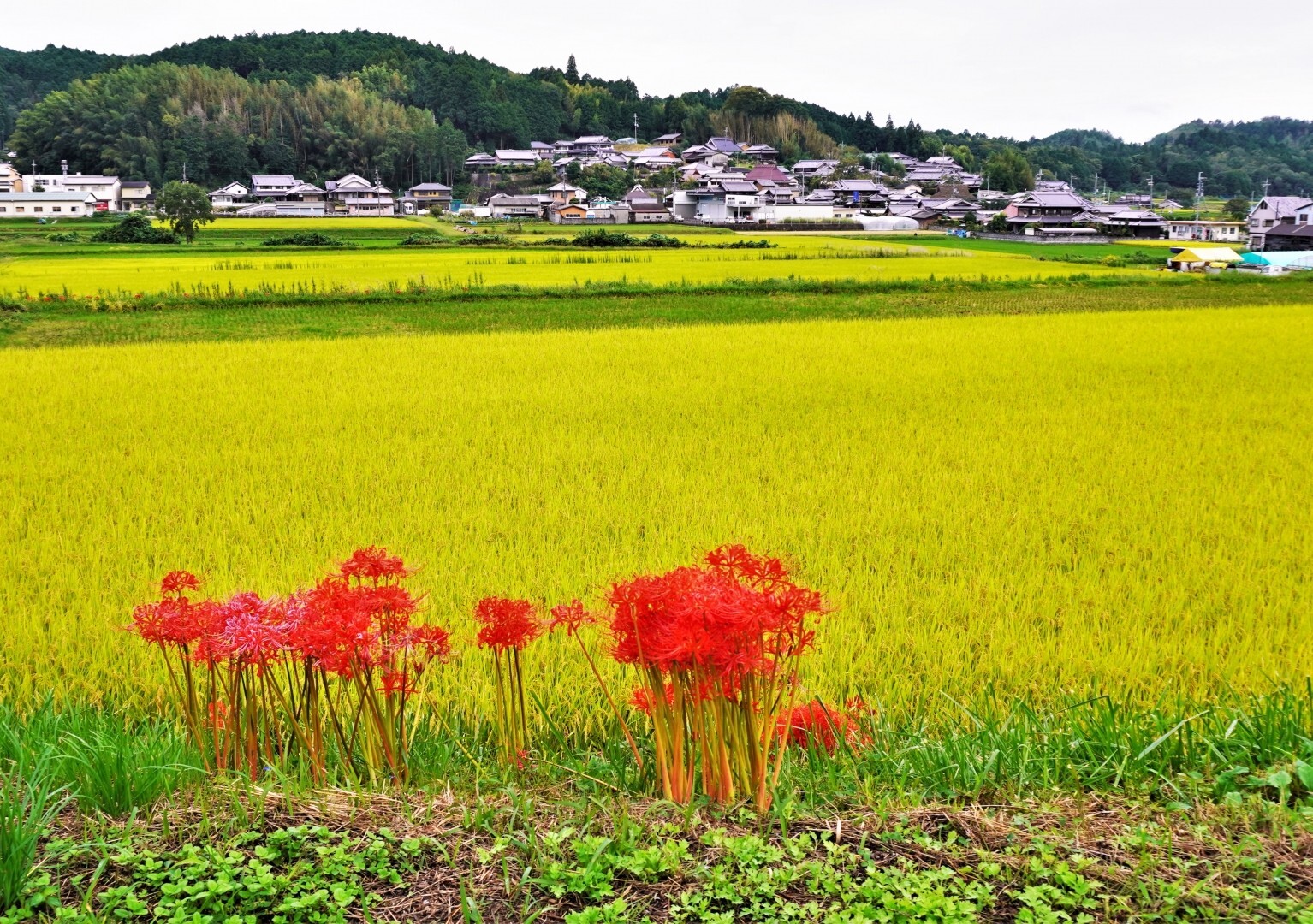 山形県産 「美味しいつや姫」５kg 2023年 特A 特別栽培米 無洗米 ｜米