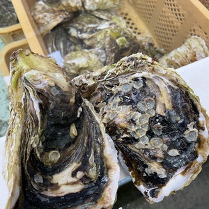 【数量限定】広田湾米崎産『岩牡蠣』（生食用） 濃厚ぷりぷり♪