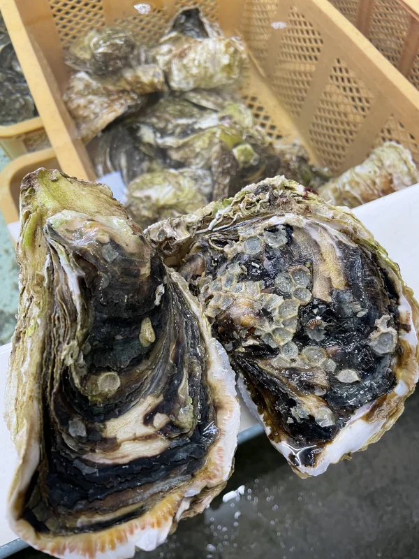 【数量限定】広田湾米崎産『岩牡蠣』（生食用） 濃厚ぷりぷり♪