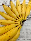 ドワーフナムワ バナナ苗 (耐寒性バナナ) 