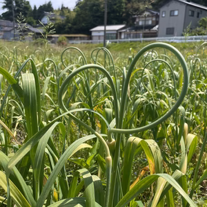 この時期だけ！ 自然栽培ニンニクの芽【栽培期間中農薬・化学肥料不使用】
