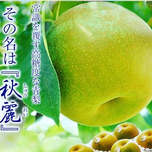 希少品種　秋麗梨　８月半ば〜発送