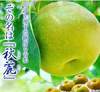 希少品種　秋麗梨　８月半ば〜発送
