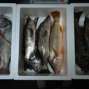 鏡の漁師の魚達！　お楽しみ鮮魚BOX！