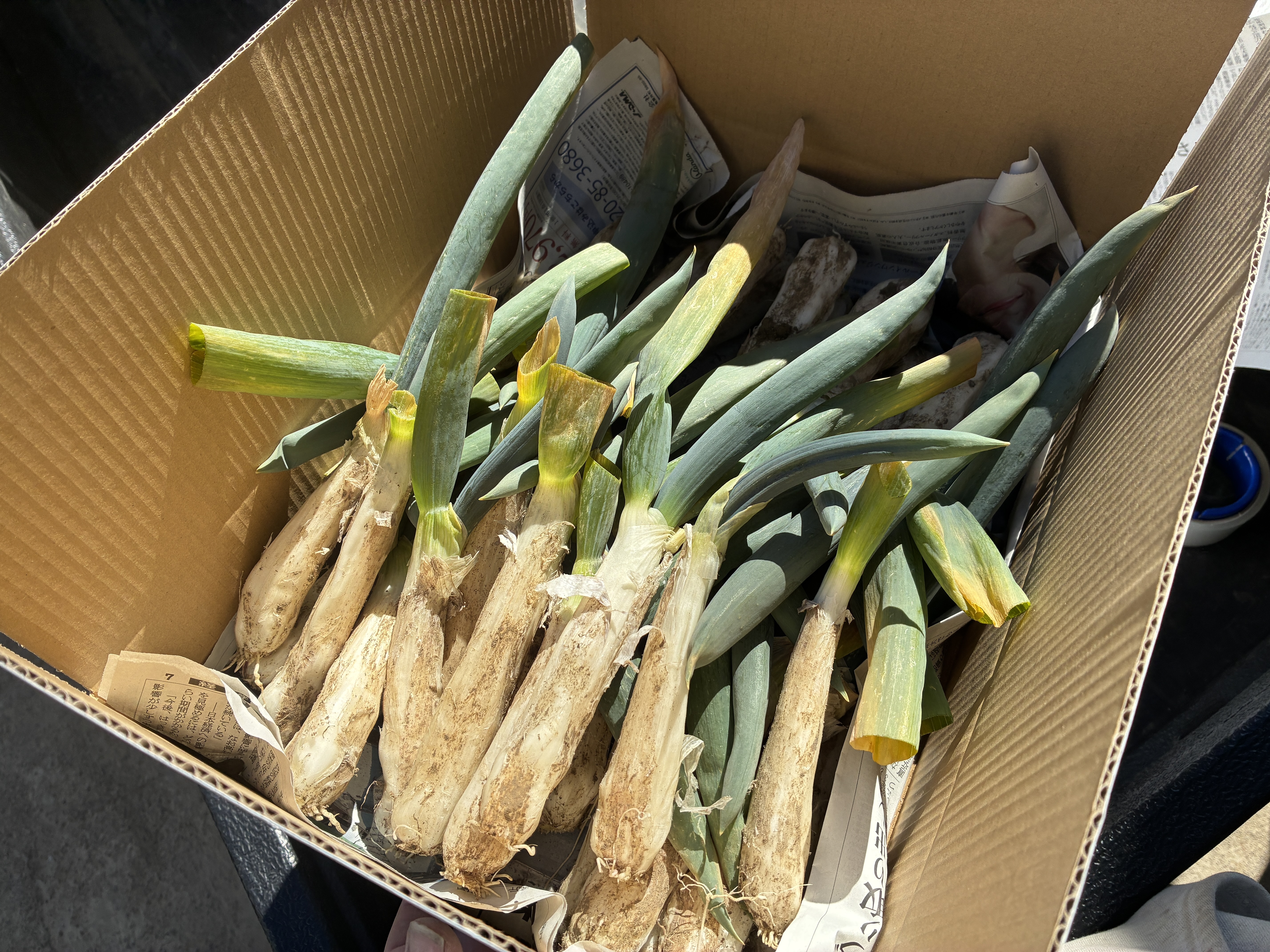 訳あり】固定種ネギ『下仁田ネギ』(30本) Sサイズ｜ねぎの商品詳細