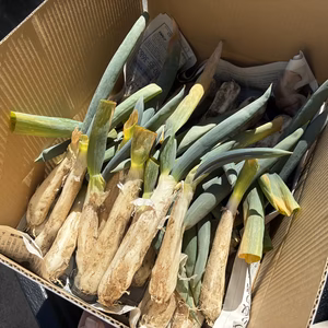 【訳あり】固定種ネギ『下仁田ネギ』(30本)　Sサイズ