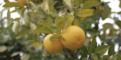 「海がダメになったなら、山から環境を見直し、もう一度海をきれいにしよう」…水俣の農家さんの思いが胸に刺さる。村上さんインタビュー【後編】