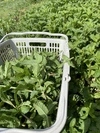 露路　スペアミント　農薬は使ってません