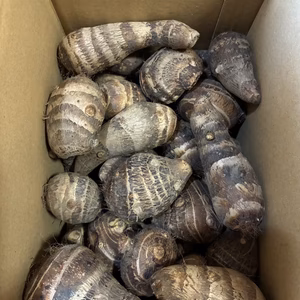 里芋とえび芋のセット