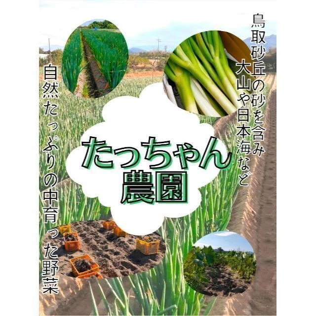 【鳥取県産】砂丘ながいも　長芋　とりたて　3kg　5kg　10kg　根菜