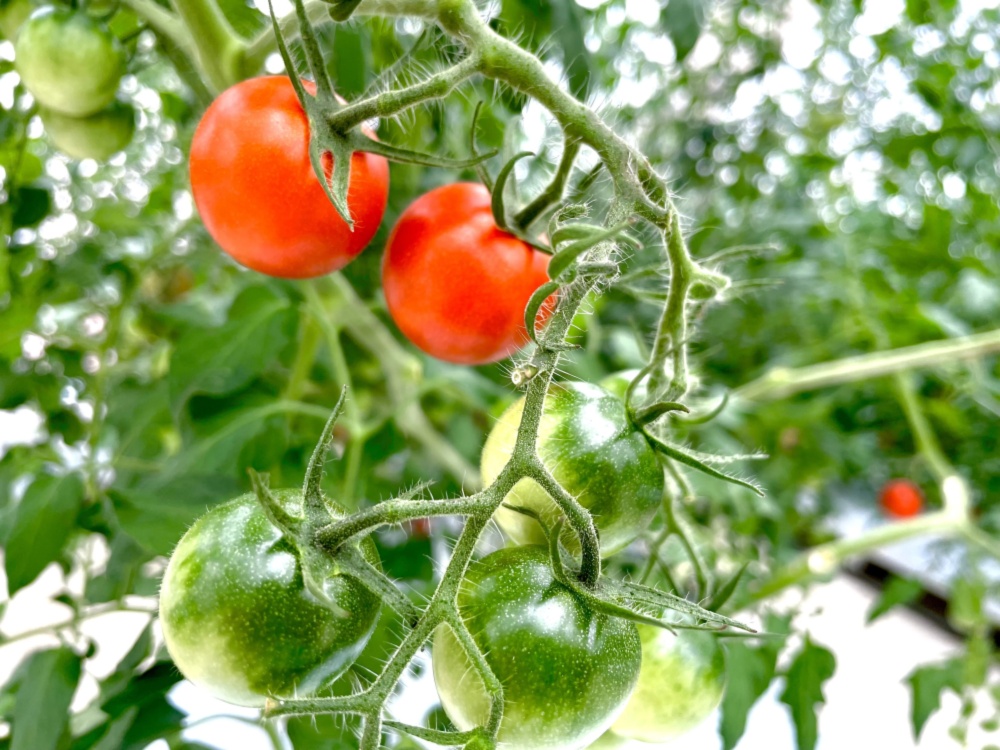 高糖度トマトをそのまま冷凍 濃厚ソースやペーストが作れる冷凍トマト 農家漁師から産地直送の通販 ポケットマルシェ