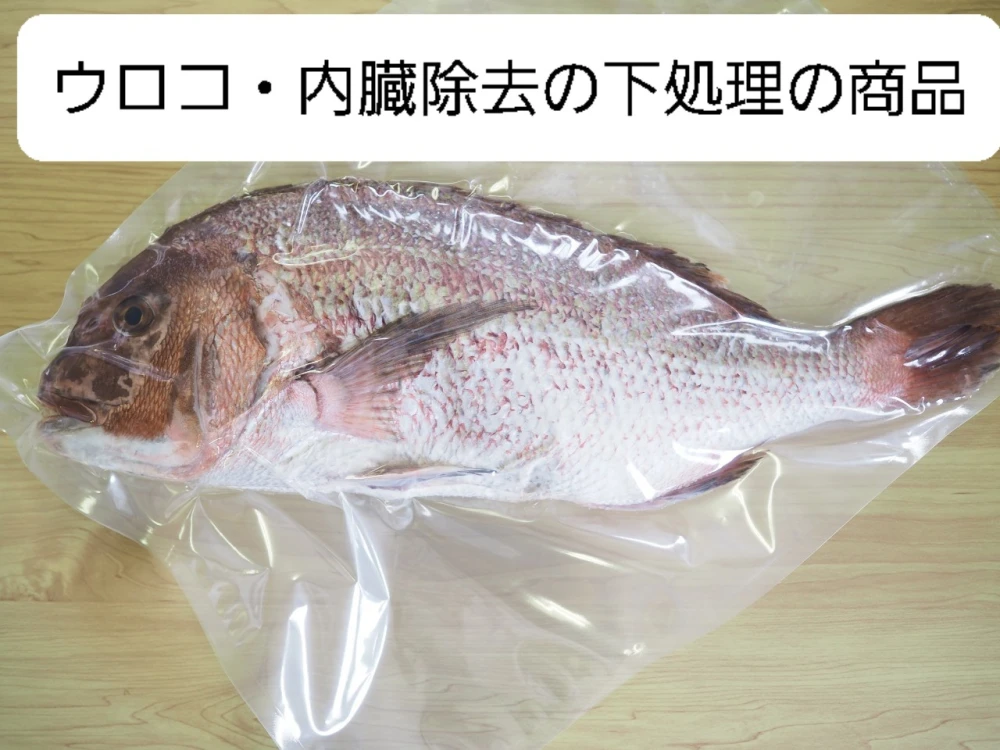 コロナ特売❕活〆日本本土最西端の海で大切に育てた特大真鯛