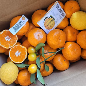 【滋味溢れる青島みかん】甘味と酸味のバランスで濃厚★＋レモン2個（送料別）