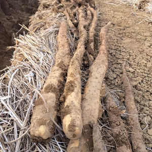 ☆残りわずか☆ 信州産 もっちり長芋(ねばり芋)【化学肥料・農薬不使用】