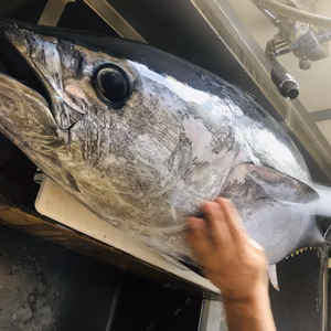 釣りもの富山の天然マグロ　部位いろいろお得なセット　
