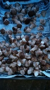 椎茸、芽キャベツ、キンカンのセット