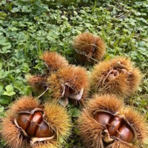 氷蔵熟成栗　美玖里　2Lサイズ　1ｋｇ